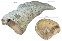 Tetracaralliaires rugosa
